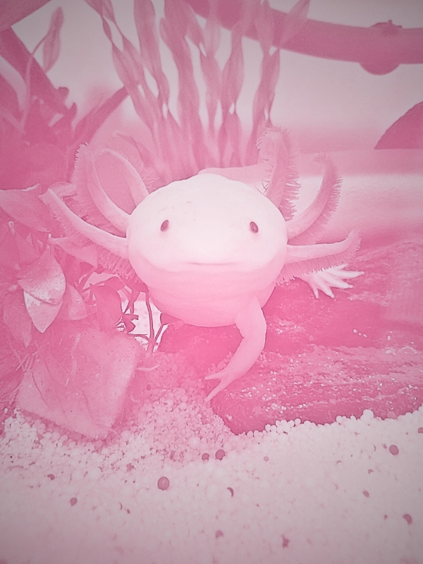 Axolotl